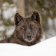 A solitary wolf in the snow seen in Yellowstone National Park.